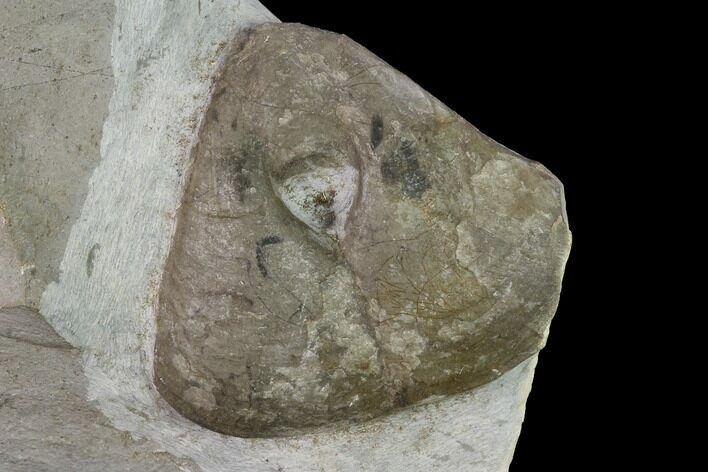 Cretaceous Brachiopod (Pygope) Fossil - France #153156